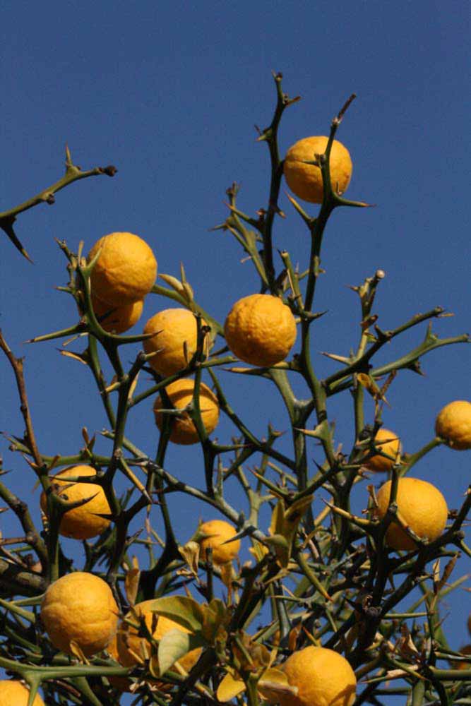            Fruit (Riverside, CA)   